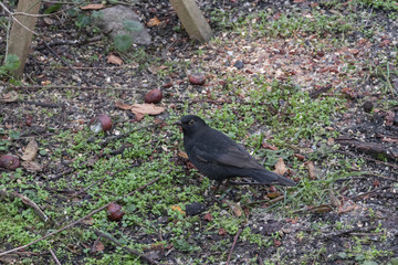Amsel bei der Futtersuche am Boden
