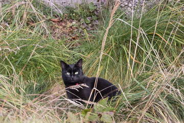 Schwarze Hauskatze auf der Jagd