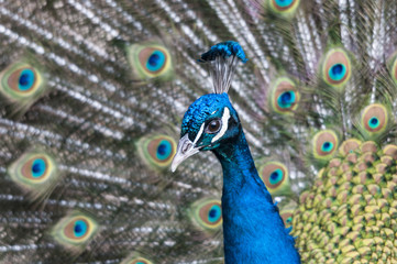 Fototapeta na wymiar Der blaue Pfau und sein prachtvolles Federkleid. Sein wissenschaftlicher Name lautet Pavo cristatus und er gehört, wie der Fasan und das Haushuhn, zu den Fasanenartigen (Phasianidae)