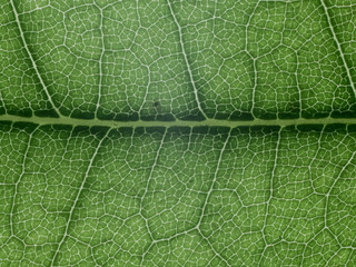 MACRO LEAF texture