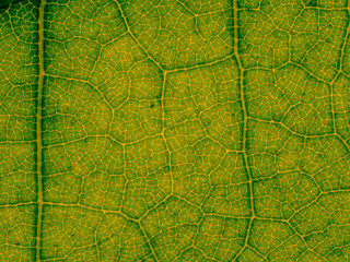 MACRO LEAF