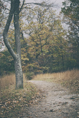 Autumn Trail