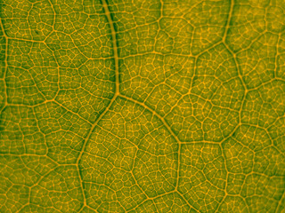 MACRO LEAF texture