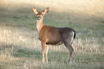 Obraz premium Cautious Black-tailed Deer Interrupted Eating. Santa Clara County, California, USA.