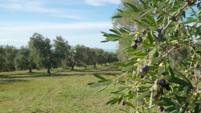 15140_The_olive_grove_farm_in_Rodi_Italy.mov