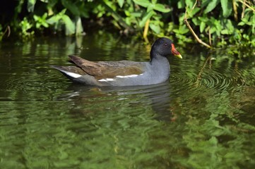 The common moorhen (Gallinula chloropus) (also known as the waterhen and as the swamp chicken) is a bird species in the family Rallidae.