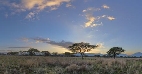 Fototapeta na wymiar Acasia trees and clouds at sunrise