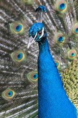 Plakat Der blaue Pfau und sein prachtvolles Federkleid. Sein wissenschaftlicher Name lautet Pavo cristatus und er gehört, wie der Fasan und das Haushuhn, zu den Fasanenartigen (Phasianidae)