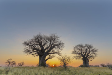 Fototapeta na wymiar Sun on the horizen behind baobab trees