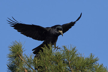 Rook (Corvus frugilegus)