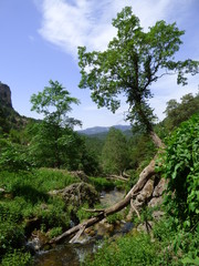 Fototapeta na wymiar Nacimiento Rio Mundo de Riopar, Albacete.El Parque natural de los Calares del Mundo y de la Sima en Castilla-La Mancha (España)