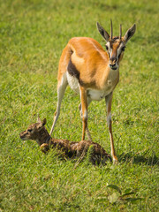 Antelope Thompson and her newborn baby in Masai Mara, Kenya