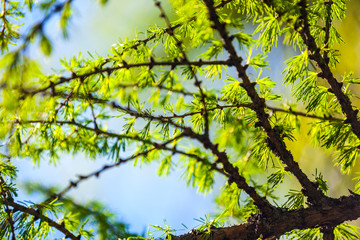 Beautiful bright green larch branch in a forest against a blue sunny sky background close-up. Spring and summer landscape in Russia.