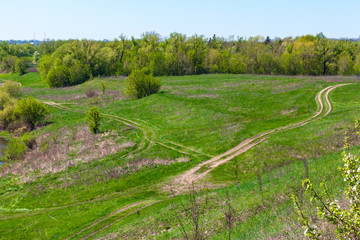 A dirt road leaving the forest in the field. Spring and summer landscape in Russia.