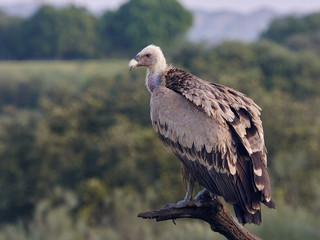 Griffon vulture (Gyps fulvus)