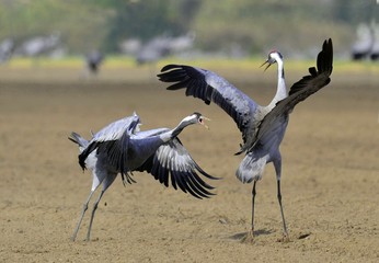 Cranes dancing in the field. The common crane , also known as the Eurasian crane.
