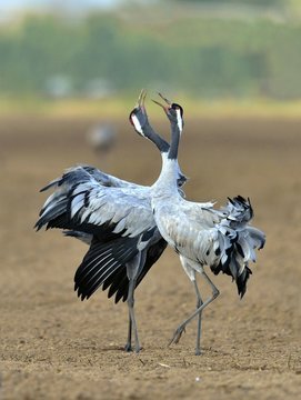 Cranes dancing in the field. The common crane , also known as the Eurasian crane.
