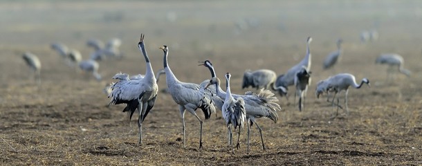 Cranes dancing in the field. The common crane , also known as the Eurasian crane.
