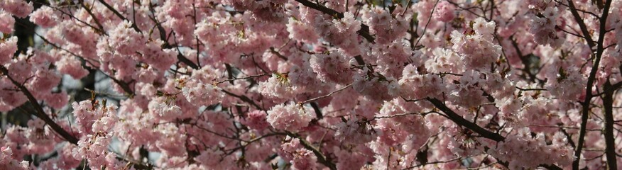 Obraz premium Kirschbaum