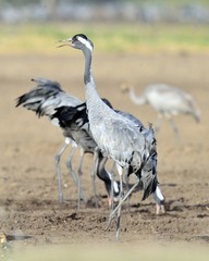 Cranes dancing in the field. The common crane , also known as the Eurasian crane.
