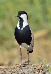 Close up portrait of Spur-winged lapwing. The spur-winged lapwing or spur-winged plover  is a lapwing species.
