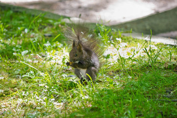 black squirrel closeup eating a nut  in the grass in nature