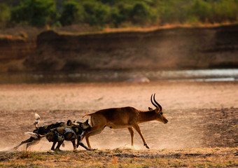 African Wild Dogs (Lycaon pictus) attacking a puku antelope on the open plains next to the Luangwa...