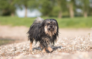 Nasser Hund