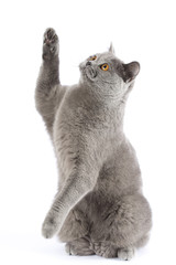 A cat of British breed catches an imaginary prey.