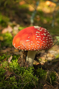 Red mushroom in the forest