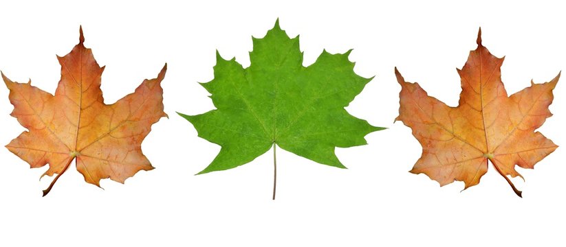 autumn maple leaves on isolated white background