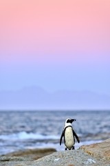 Obraz premium African penguin The African penguin on the shore in evening twilight. Red sunset sky.