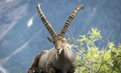 Alpine ibex on a background of mountains.