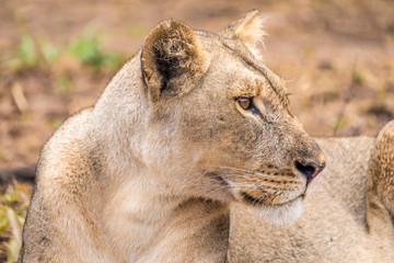 Close interaction with a playful lioness, Chobe riverfront area, Serondela, Chobe National Park, Botswana