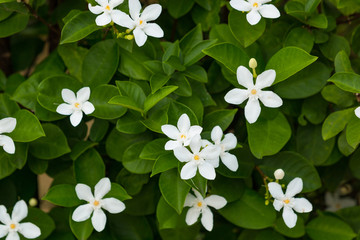 White Jasmine Flowers on green leaves background