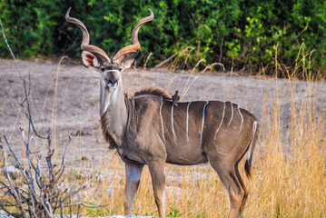 Female greater kudus, Chobe National Park, Botswana