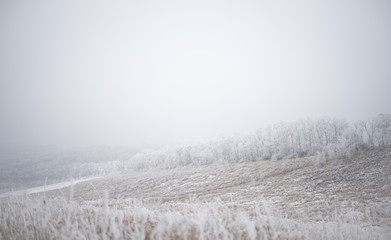 Winter Landscape with Field and Trees Covered with Frost and Snow in the Fog