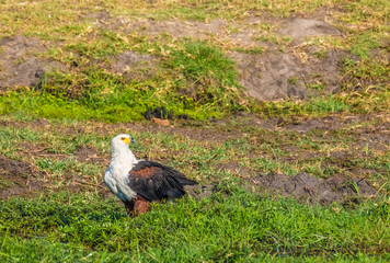 African fish eagle, Chobe National Park, Botswana