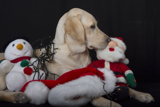 Labrador pup met neus tegen kerstmanneus