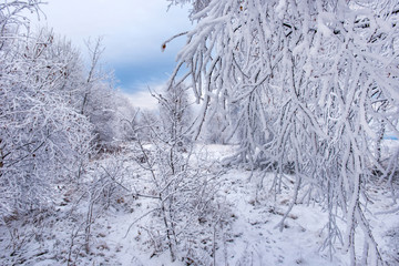 Hoarfrost and snow on birch trees. Winter wonderland