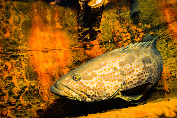 Malabar grouper