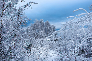 Hoarfrost and snow on birch trees. Winter wonderland