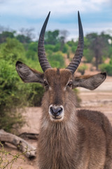 Injured male waterbuck on the shores of the Chobe river, Chobe National Park, Botswana