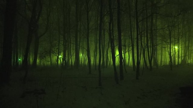 Forest in the night