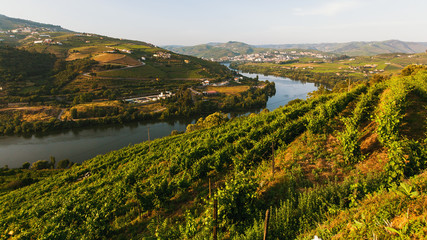 View of the Douro river, and vineyards are on a hills in Douro Valley, Portugal.