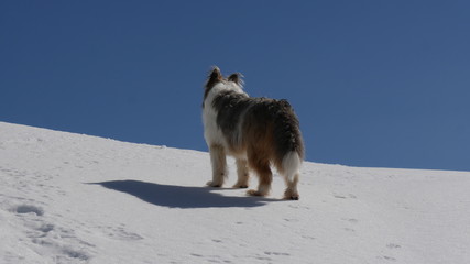 Cane pastore australiano sulla neve