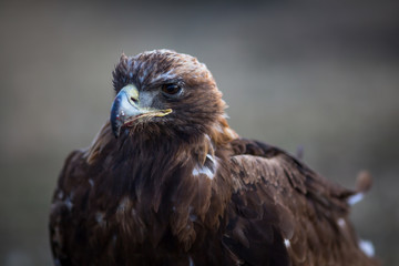 Mongolian golden eagle head close-up.