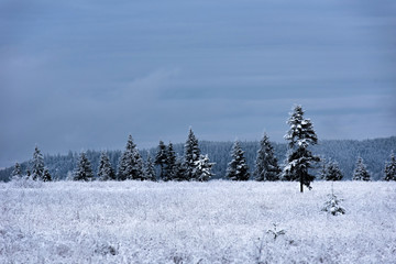 Obraz premium Trees covered with hoarfrost and snow in mountains
