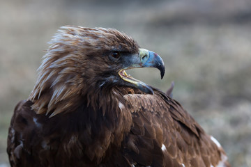 Mongolian golden eagle head close-up.