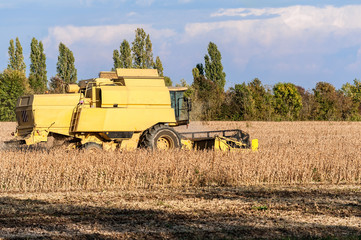 Obraz premium Harvesting of soybean field with combine harvester.